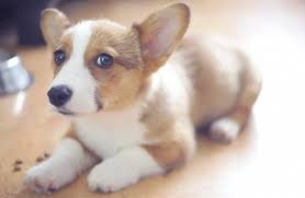 威爾斯柯基犬（又名哥基犬； 英語 ：welsh corgi)。corgi在威爾斯文中意為矮狗, 是牧羊犬中的一個品種, 原產於英國威爾斯。 雖然屬於小型犬，但性格非常穩健，也相當機警。 第3名 小型貴賓狗. æŸ¯åŸºçŠ¬å±¬æ–¼ä»€éº¼çŠ¬äº†è§£æŸ¯åŸºçš„æ­·å² å£¹è®€