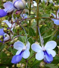 Image result for Clerodendrum buchneri