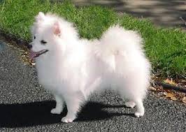 Black American Eskimo Dog Price Toy American Eskimo Miniature American Eskimo American Eskimo Dog American Eskimo Dog Puppy