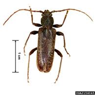 Please enter a valid zip code. Velvet Longhorned Beetle Minnesota Department Of Agriculture