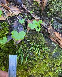 Image result for Grammitis