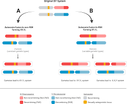 Worse than nothing at all: the inequality of fusions joining autosomes to  the PAR and non-PAR portions of sex chromosomes [PeerJ]