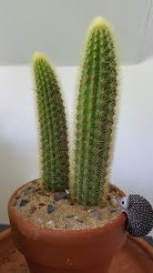 If you want to grow a cactus to their full size, it may take many years. Id Help Please Is This An Echinopsis Spachiana Golden Torch Cactus