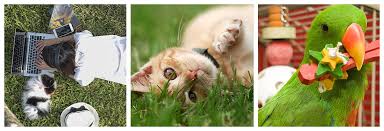 Get directions, reviews and information for cook veterinary clinic in rapid city, sd. Marlin Coast Veterinary Hospital