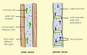 Xylem and phloem are thus important structures that help to maintain the transport of water, minerals, sugars, and nutrients in the whole plant. Phloem Vs Xylem Difference And Comparison Diffen
