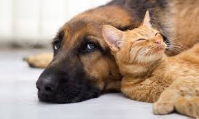 7,000+ vectors, stock photos & psd files. Holistic Vaccines For Cats And Dogs Sunvet Animal Wellness