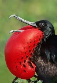 magnificent frigatebird displaying fregata magnificens galapagos islands by marissa frigatebird beautiful birds birds
