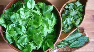 Einfache Giersch Tarte Zubereiten Und Gaste Verzaubern Kostbare Natur Giersch Rezepte Giersch Essbare Pflanzen