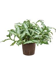 Image result for Murdannia