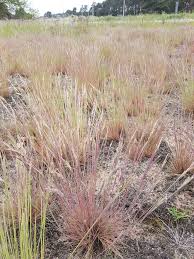 Image result for Aristida canescens