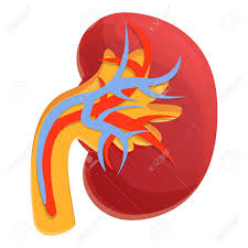 Dialysis Kidney Icon Cartoon Of Dialysis Kidney Vector Icon Royalty Free Cliparts Vectors And Stock Illustration Image 152159793 21,876 best cartoon background free video clip downloads from the videezy community. dialysis kidney icon cartoon of dialysis kidney vector icon