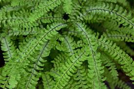 Image result for Adiantum patens