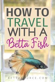 How To Travel With A Betta Fish The Right Way Betta Source In 2020 Betta Fish Betta Betta Fish Care