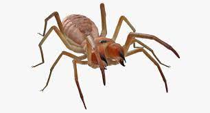The camel spider (aka wind scorpion spider, sun spider) is mostly found in the southwest us & southern africa. Kamelspinne Manipuliert 3d Modell Turbosquid 1199616
