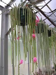 So, plant the spikies in their own. Plantfiles Picture 3 Of Rat Tail Cactus Rattail Cactus Flor De Latigo Floricuerno Junco Junquillo Nopalillo Disoc Cactus Plants Rat Tail Cactus Cactus