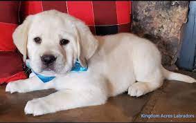 Maybe you would like to learn more about one of these? Upcoming Labrador Litters Lab Puppies Southern California