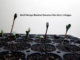 Then, push the seeds 1 inch (2.5 cm) beneath the surface of the soil with at least 4 inches (10 cm) between each seed. Cara Menanam Bunga Matahari Sampai Berbunga Indriani Kusuma Wardani