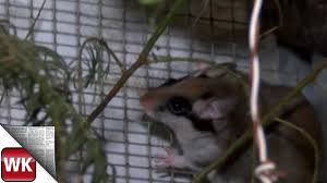Herberge Fur Gartenschlafer Co Youtube