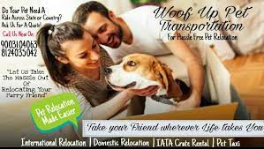 Connect with a mover instantly! Woof Up Pet Transportation Home Facebook