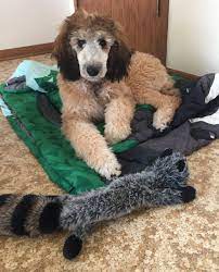 New Member and six month survivor of standard poodle puppy | Poodle Forum