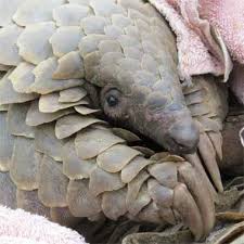 Pangolins In Peril Rallying The World To Curb The Global China Trade Laughing Animals Animal Conservation Animals Wild