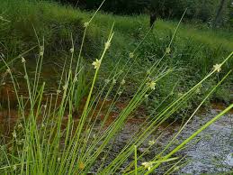 Image result for Schoenoplectiella senegalensis