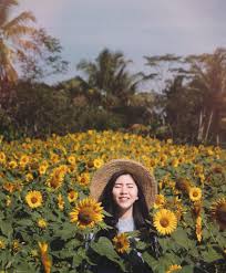 Padang bunga matahari , saraburi. 15 Wisata Taman Bunga Di Indonesia Yang Membuatmu Serasa Di Luar Negeri