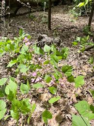 Image result for Hylodesmum