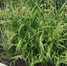 Image result for Chasmanthium latifolium