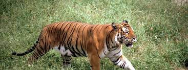 South China Tigers Although China Outlawed Tiger Hunting In 1979 And Declared The South China Tiger S Survival A Conser South China Tiger Tiger Species Tiger