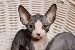 Sphynx For Sale in Pennsylvania - Hoobly Classifieds
