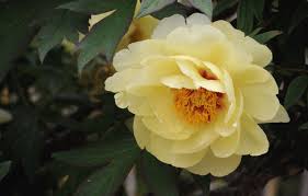 Maybe you would like to learn more about one of these? Wallpaper Macro Yellow Peony Images For Desktop Section Cvety Download