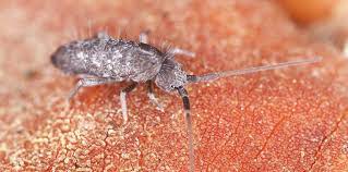 Since springtails are generally restricted to moist or humid habitats, eliminating moist places of concealment by lowering the humidity or removing excess moisture will be the best means of. What Are Springtails Ehrlich S Debugged Blog