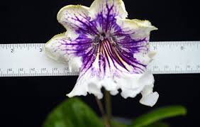 Image result for Streptocarpus buchananii