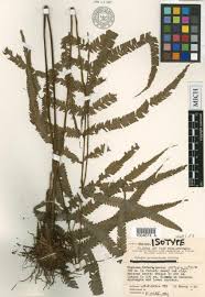 Image result for Christella chaseana