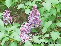How And When To Prune Lilacs Lilac Bushes Prune Lilac Bush Lilac Pruning