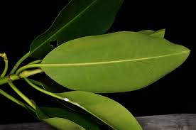 Image result for Rhizophora mucronata