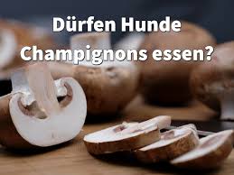 Durfen Hunde Champignons Essen Roh Gekocht Oder Immer Giftig Hunde Ernahrung Champignons Essen