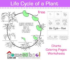 We did not find results for: Seed To Plant Coloring Worksheet The Crafty Classroom