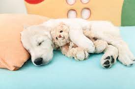 Why Does My Dog Shake When Sleeping Faqs Dogs Guide Omlet Us