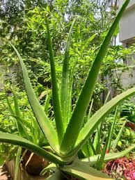 We did not find results for: Full Sun Exposure Green Aloe Vera Plant Rs 60 Kg Direct Farm Products Id 21316156588