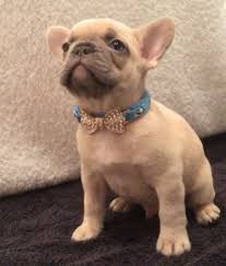 Browse thru our id verified puppy for sale listings to find your perfect puppy in your area. Lilac Fawn French Bulldog Ayay Dd Bb Kyky Wickford Essex Fawn French Bulldog Cute French Bulldog Bulldog
