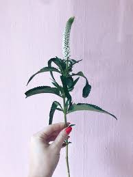 Maybe you would like to learn more about one of these? Welche Blumen Gibt Es Im Mai Hochzeitsfloritik Hochzeitsdekoration Dusseldorf