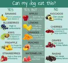 Chart On Safe Fruits For Dogs Dog Food Recipes Can Dogs