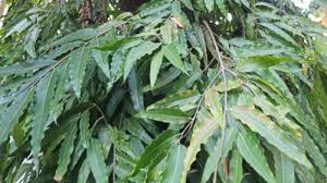 Image result for Monoon longifolium