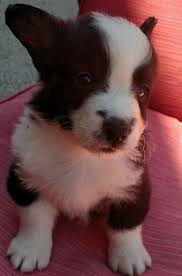 Several theories exist regarding the origin of these very old breeds, one being that they were brought to wales by the celts. Cardigan Welsh Corgi Puppies For Sale Detroit Mi 146934