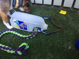 Milk Bottle Bungee All Pets Education And Training Dog Enrichment Diy Dog Toys Homemade Dog Toys