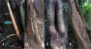 They do grow fast from seed and treat trees with fungicide if bark becomes infected with some kind of fungus. Sustainable Peeling Of Kapok Tree Ceiba Pentandra Bark By The Chimpanzees Pan Troglodytes Verus Of Comoe National Park Ivory Coast Springerlink