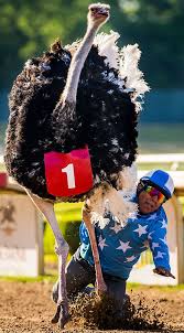 Camels, ostriches and zebras make a fine spectacle to watch as they race around with jockeys precariously perched on their backs. Watch Jockeys Ride Camels Zebras And Ostriches At Extreme Race In Grand Prairie