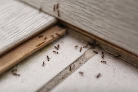 Its pest control process starts with the identification of infested areas, as well as tracing the point of entry. 150 870 Best Ants Images Stock Photos Vectors Adobe Stock